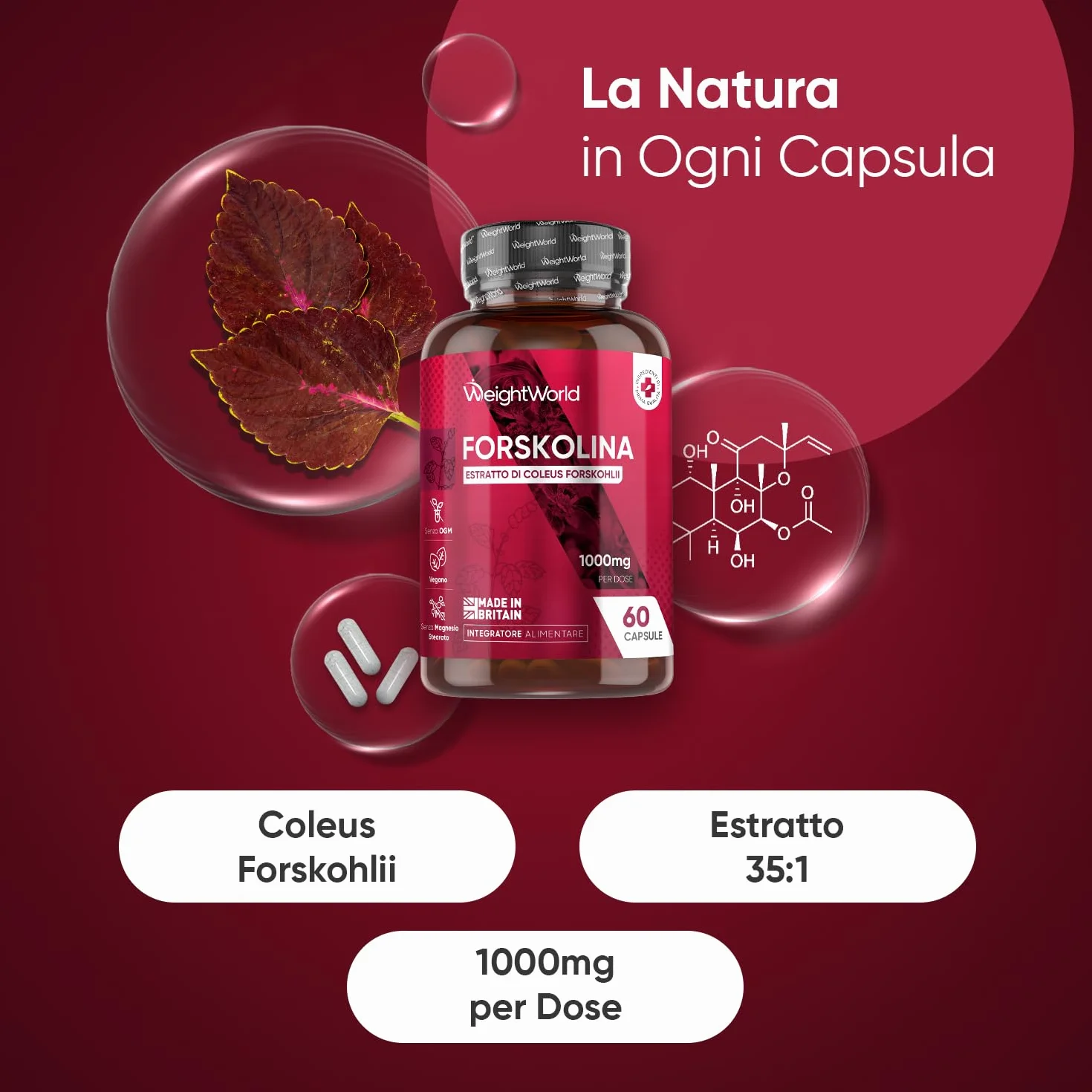 Forskolina 60 Capsule Vegane 1000mg per Dose 35:1 Coleus Forskohlii Integratore Polvere Senza Glutine