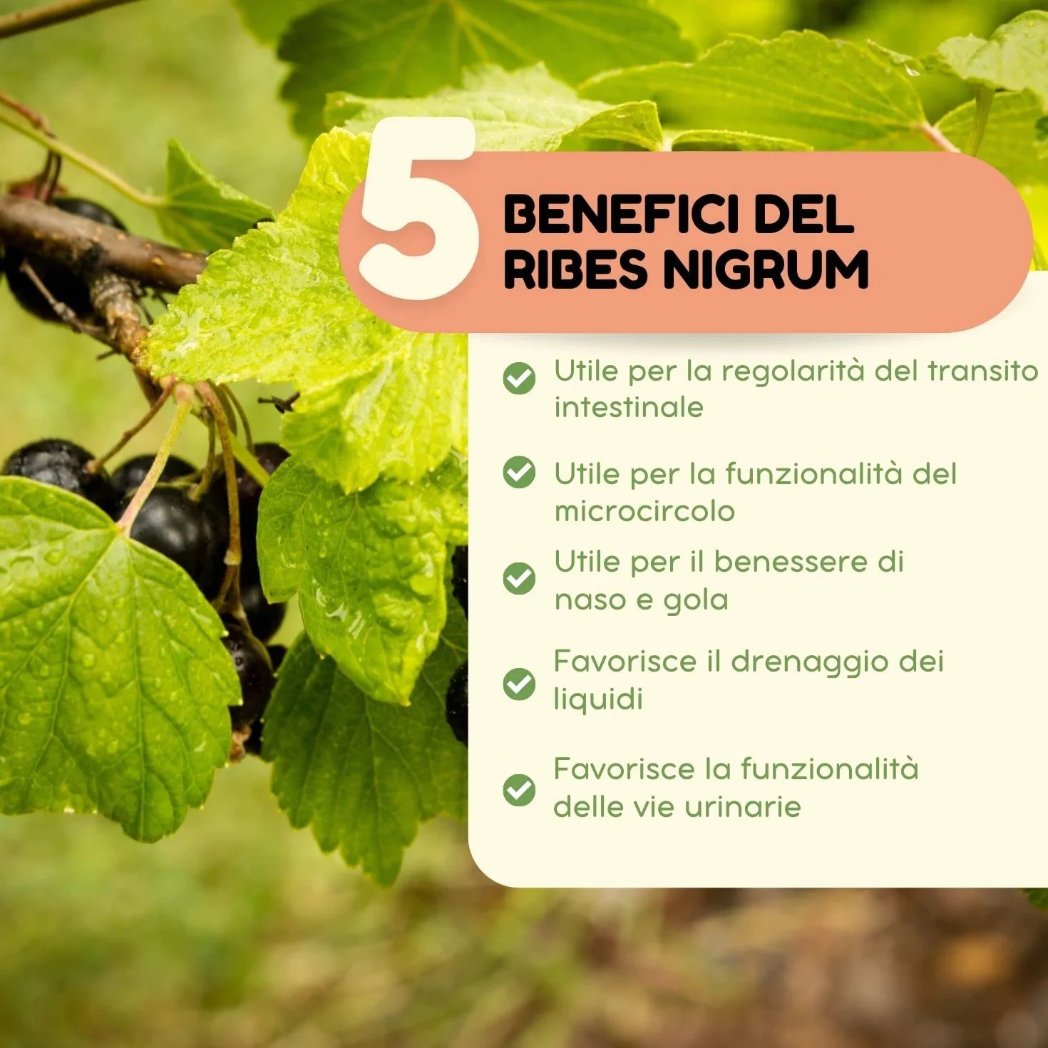 Ribes Nigrum Tintura Madre Analcolica Estratto Glicerico Integratore Ribes Nero Gocce 100 ml