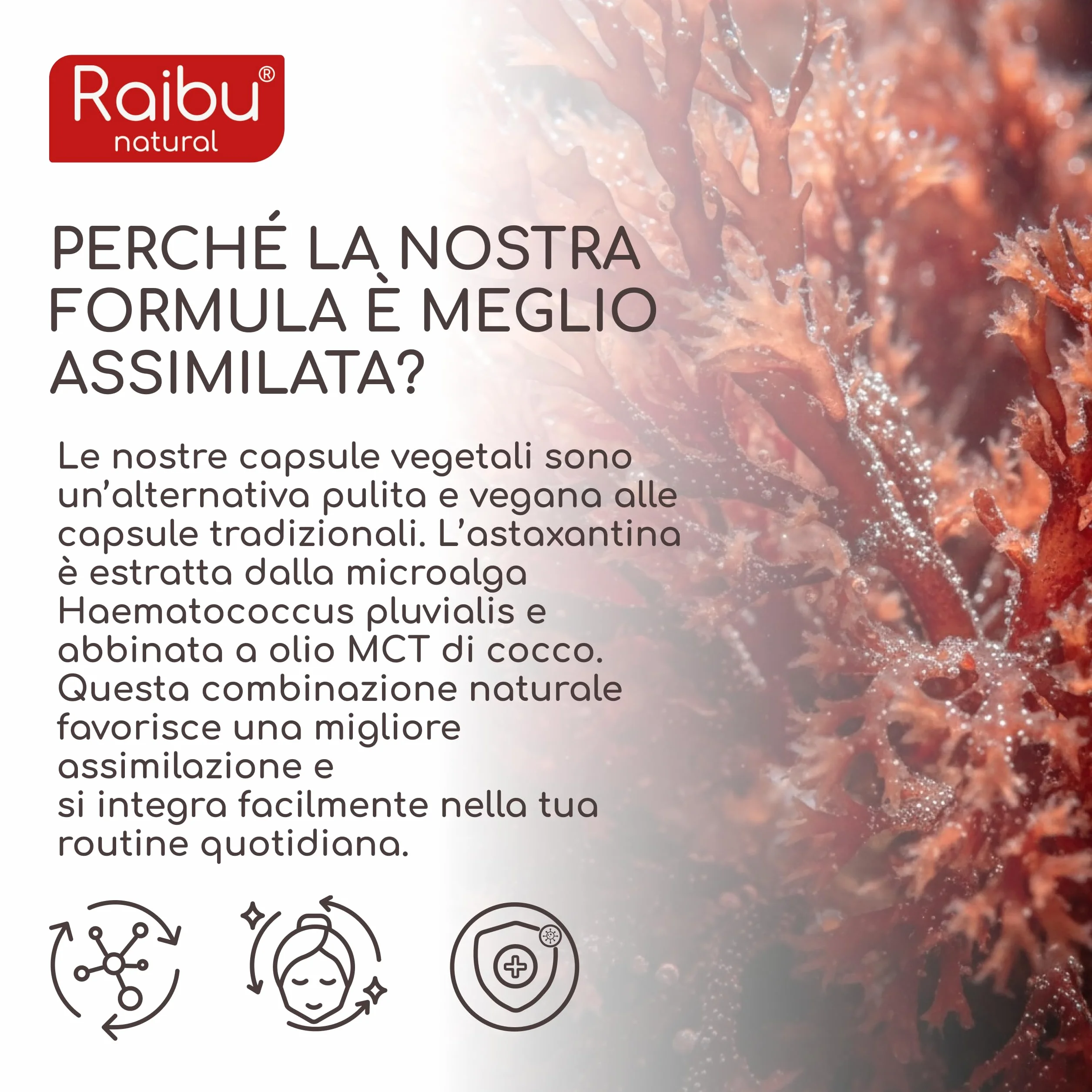 Astaxantina Pura 80 mg 180 Capsule dall’alga Haematococcus pluvialis Antiossidante senza OGM