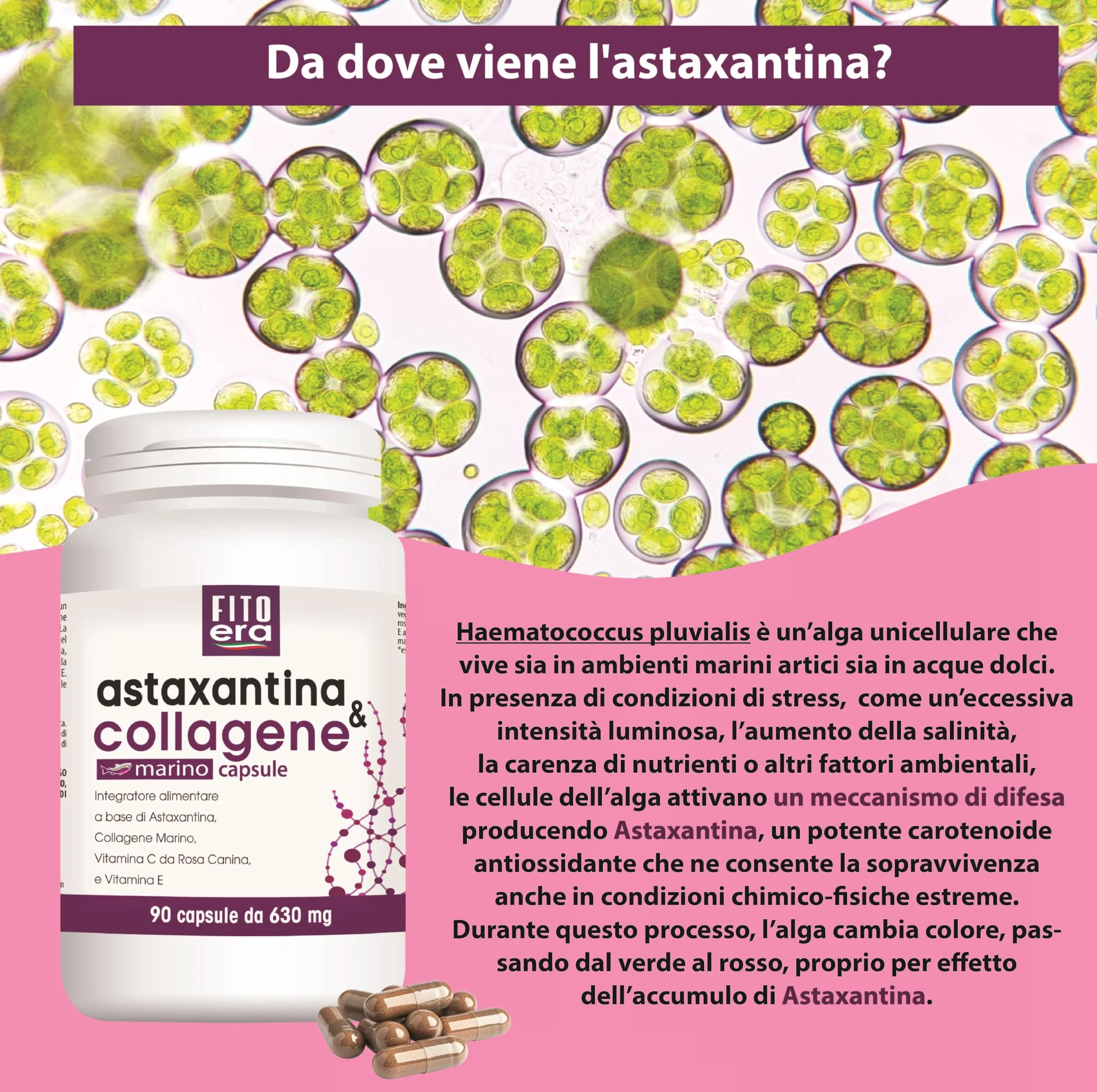 FITOERA Astaxantina Naturale 8 mg + Collagene Marino – Integratore Antiossidante – 90 Capsule Vegetali Made in Italy