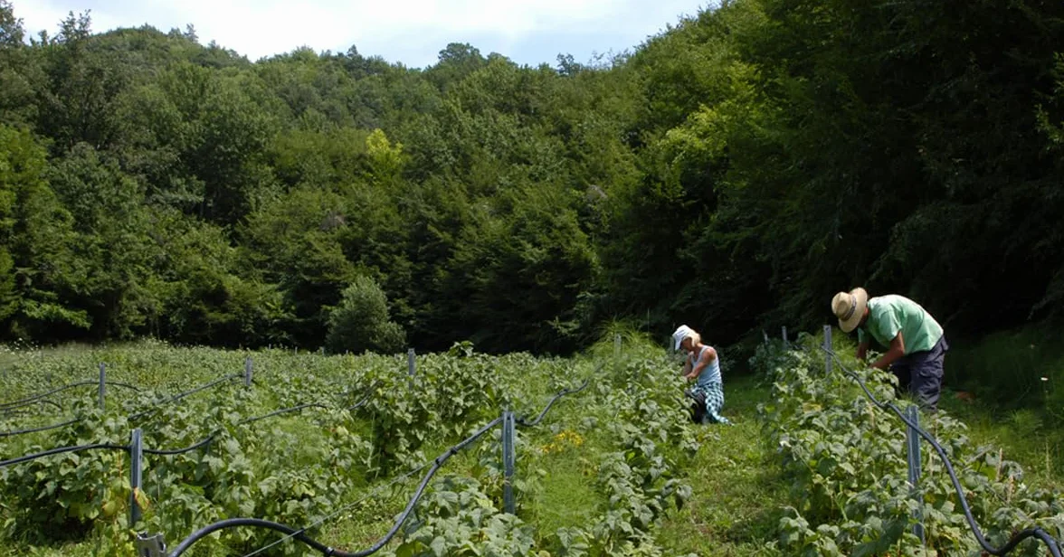 Dr Giorgini RIBES NERO Gemmoderivato Concentrato Liquido Analcoolico 500 Millilitri