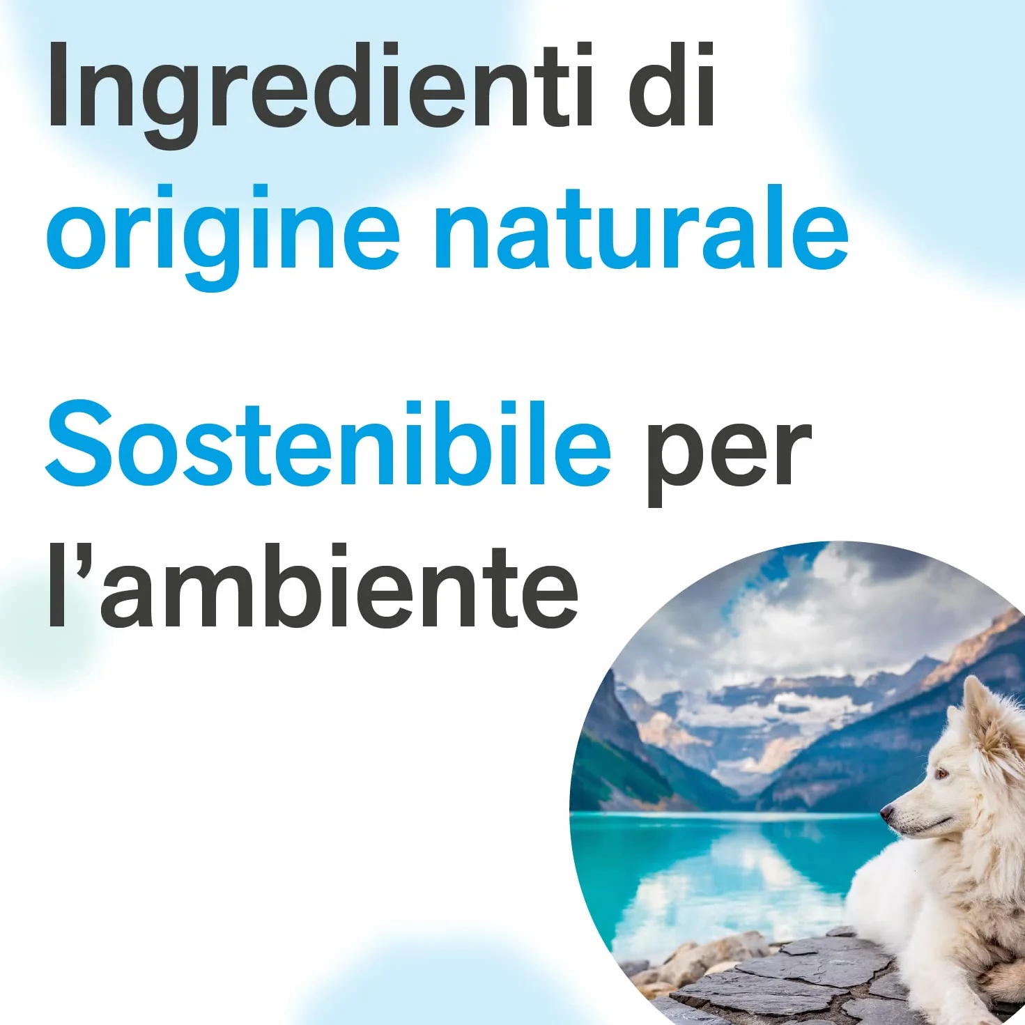 BactPro BactSeptic Attivatore Biologico Professionale Pulizia Fosse Biologiche 1,3 kg + Dosatore