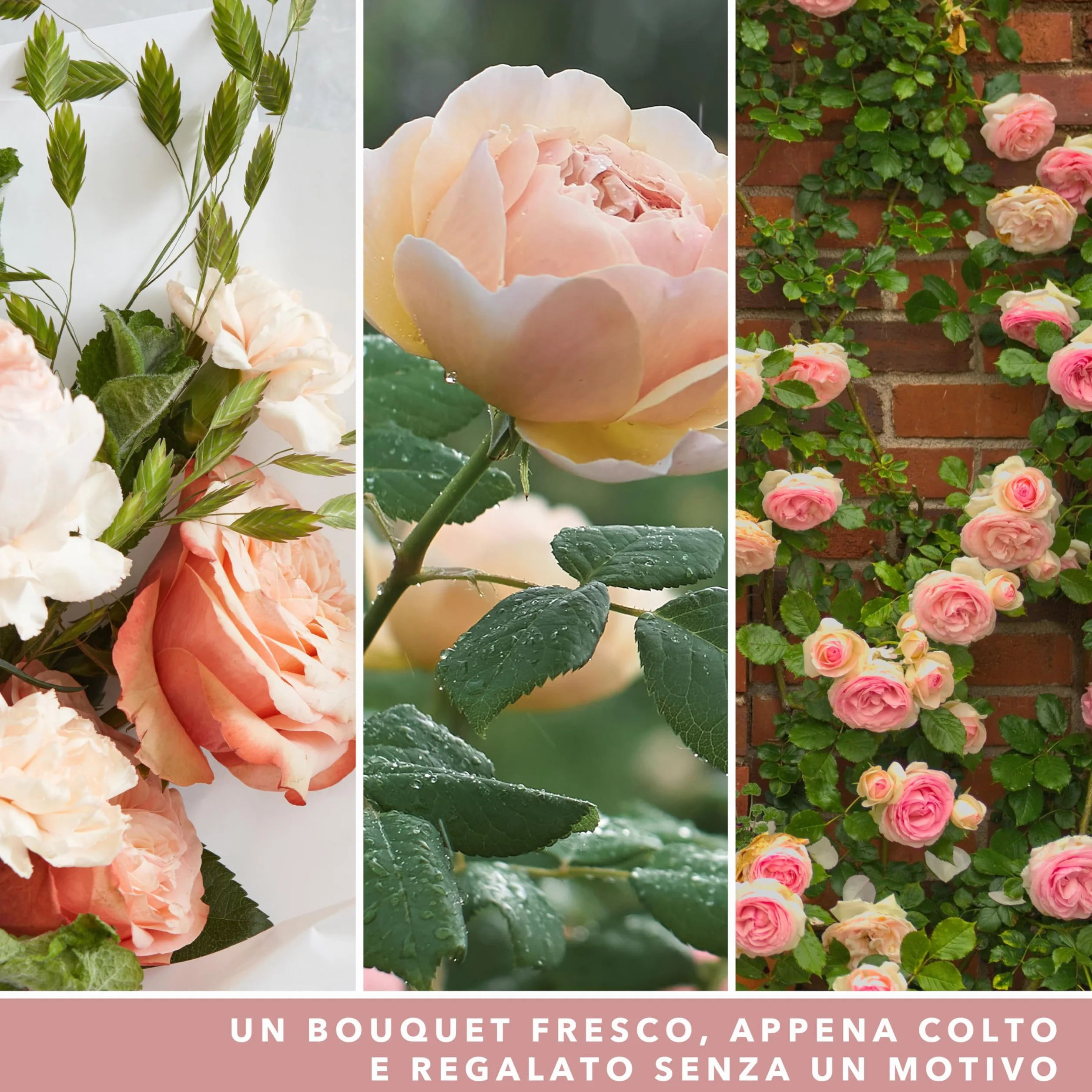 Yankee Candle Candela profumata in giara grande Rose appena recise 150 Ore