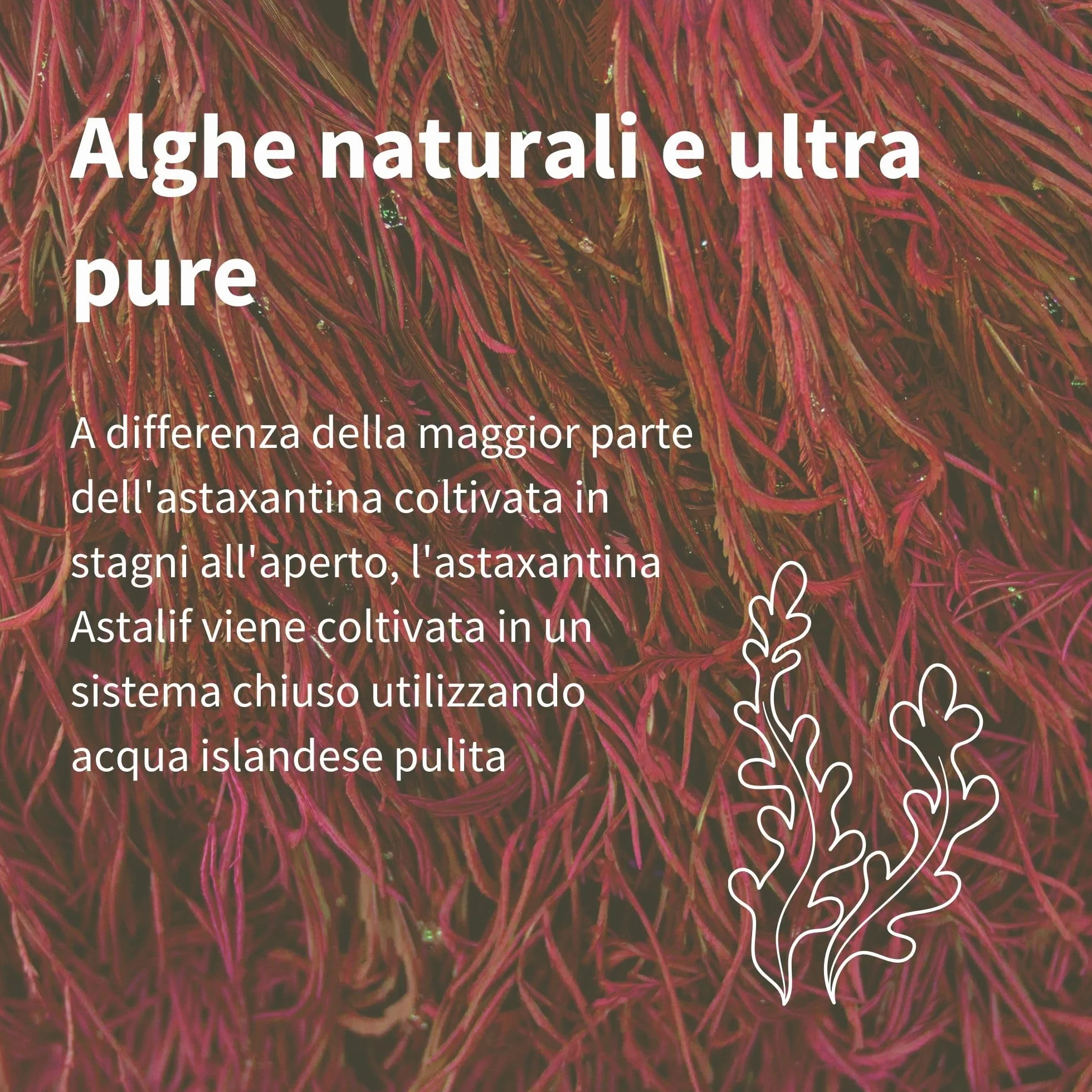 Igennus Astaxantina 4 mg Ultra Pura, Antiossidante Naturale, 90 Capsule Vegane, Integratore Vegano