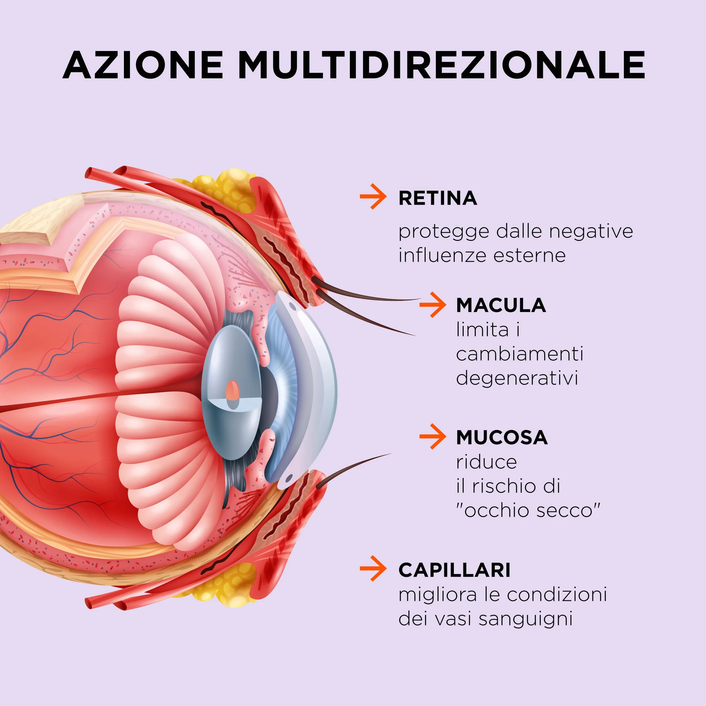 Formula liquida concentrata ad azione multidirezionale per prestazioni visive ottimali