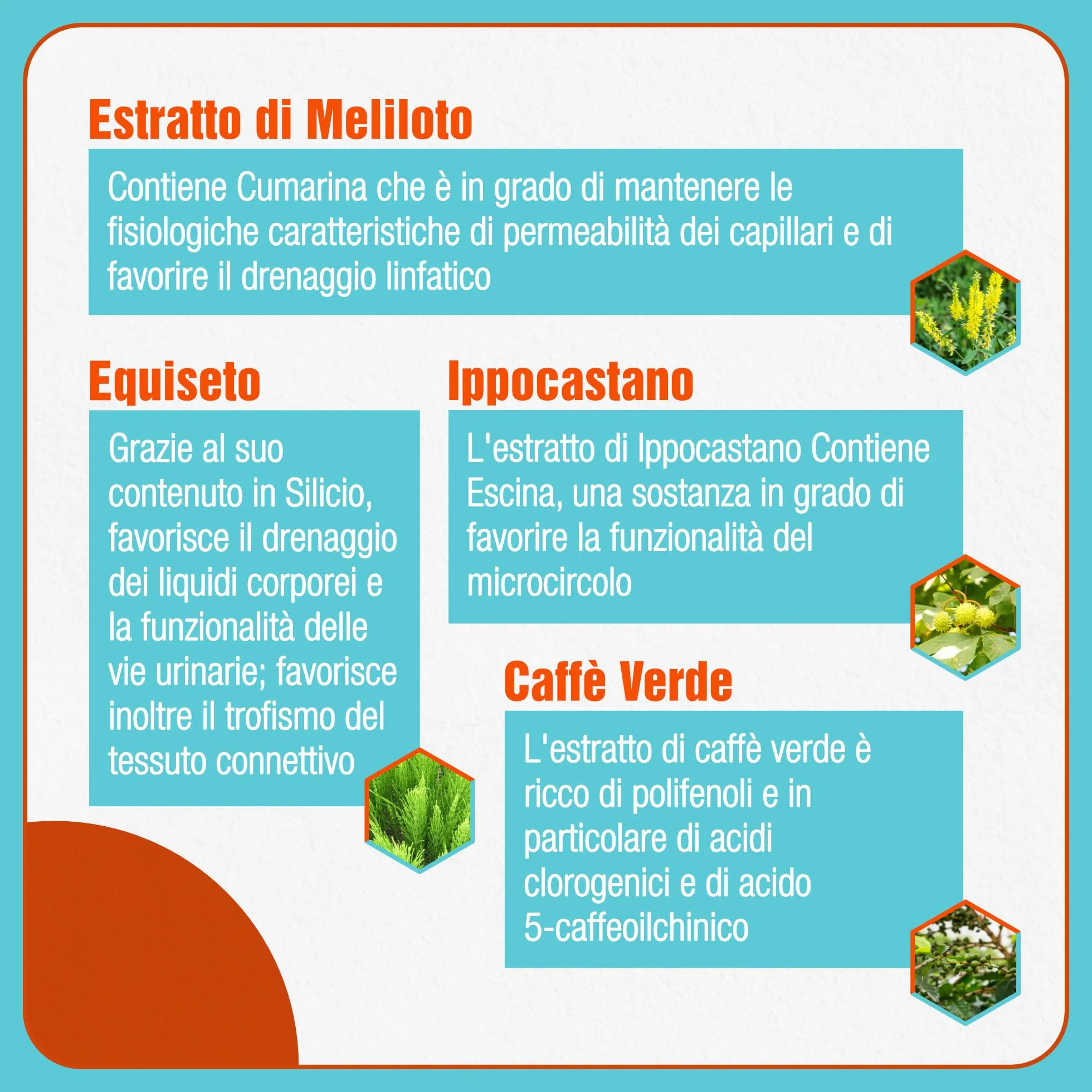 Fortilase Cell 30 Compresse Integratore Alimentare Anticellulite con Bromelina Caffè Verde Ippocastano
