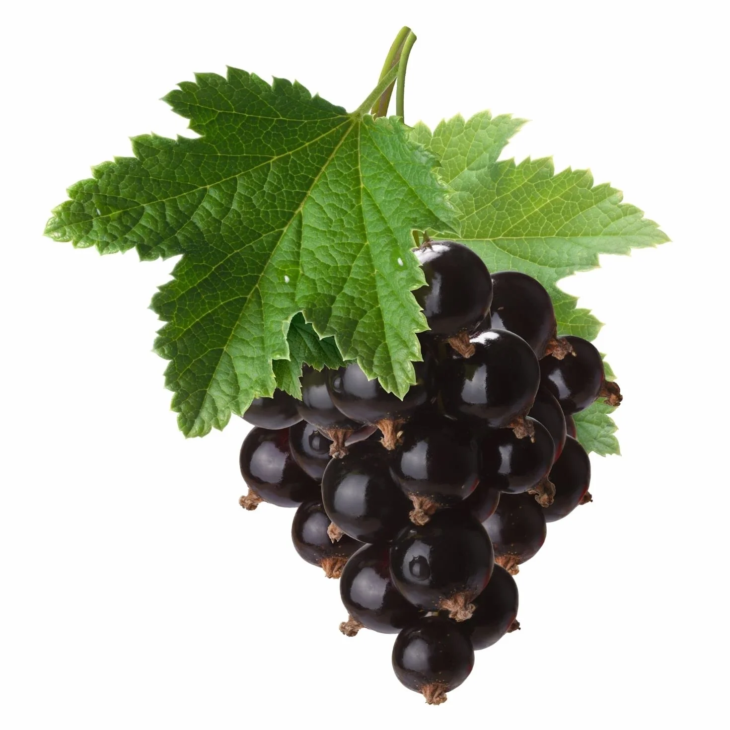 Ribes Nigrum Tintura Madre Analcolica Estratto Glicerico Integratore Ribes Nero Gocce 100 ml