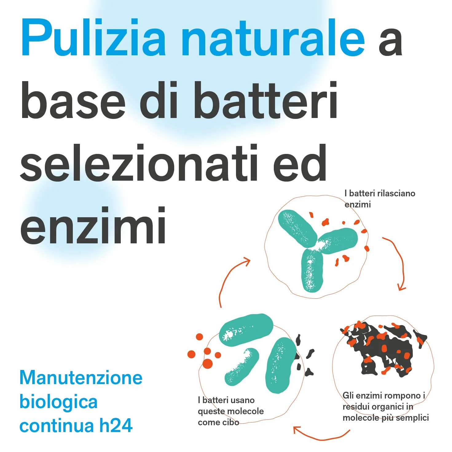 BactPro BactSeptic Attivatore Biologico Professionale Pulizia Fosse Biologiche 1,3 kg + Dosatore