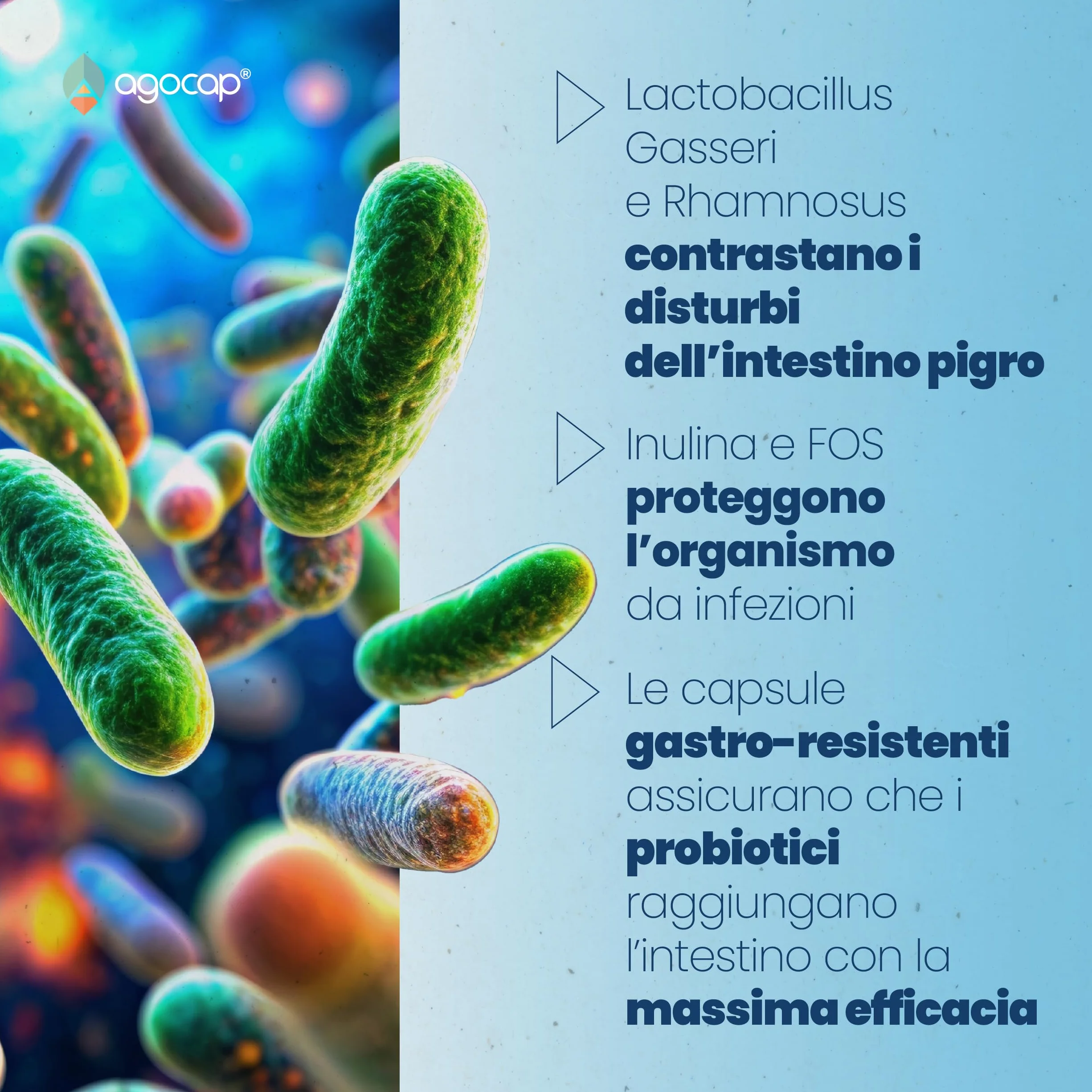 Probiotici 50 MLD CFU Lactobacillus Gasseri Salivarius Rhamnosus Fermenti Lattici Prebiotici Multi Enzimi