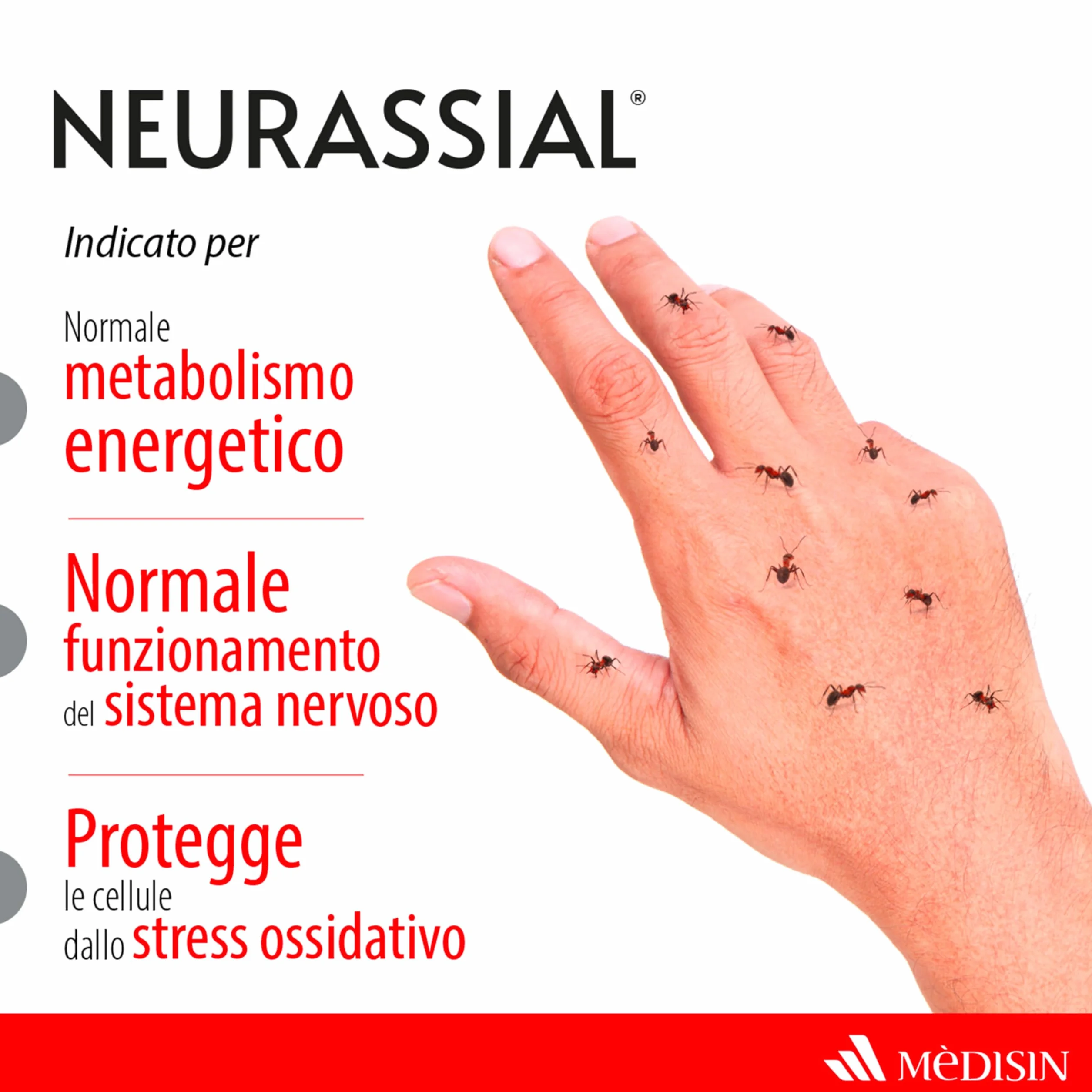 NEURASSIAL® Integratore Alimentare con Acido Alfa Lipoico, L-acetilcarnitina, Vitamine E e B6, 20 Compresse